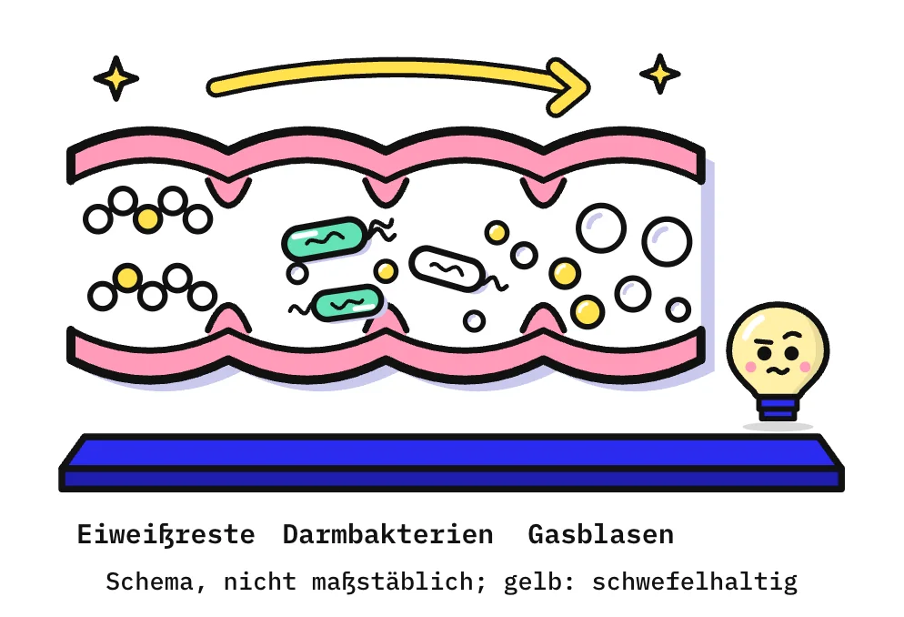 Die Zeichnung zeigt einen Abschnitt des Dickdarms im Längsschnitt mit rosa Wand und weißem Innenraum. Links liegen 2 Eiweißketten, in denen je 1 Baustein gelb markiert ist, in der Mitte 3 Stäbchenbakterien mit kleinen Gasbläschen, rechts größere Gasblasen, die meisten weiß, 2 gelb. Ein gelber Pfeil über dem Darm zeigt die Richtung nach rechts, rechts daneben steht Kopfi.