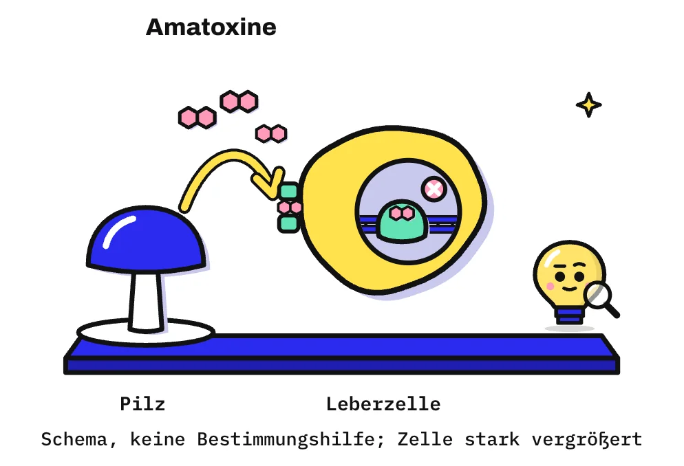 Die Zeichnung zeigt links auf einer blauen Bühne einen weißen Teller mit einem einzelnen Pilz, der bewusst als Piktogramm mit glatter blauer Kuppel und weißem Stiel gezeichnet ist und keiner echten Art gleicht. Ein gelber Bogenpfeil mit 3 rosa Molekülzeichen für Amatoxine führt zu einer stark vergrößerten gelben Leberzelle; ein mintfarbenes Transportprotein in der Zellhülle bildet den Durchlass. Im Zellkern sitzt ein Amatoxin in der mintfarbenen RNA-Polymerase auf dem blauen DNA-Strang, daneben ein rosa Kreis mit weißem Kreuz. Rechts schaut Kopfi mit einer Lupe zu.