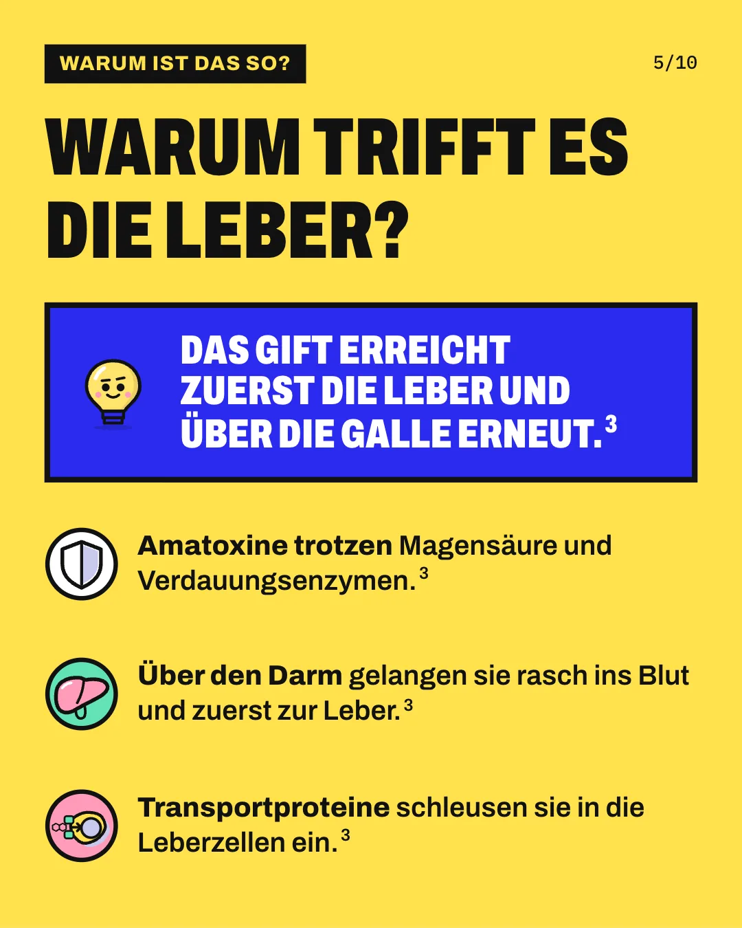 Slide 5: Warum trifft es die Leber? Amatoxine trotzen Magensäure und Verdauungsenzymen. Über den Darm gelangen sie rasch ins Blut und zuerst zur Leber. Transportproteine schleusen sie in die Leberzellen ein. Das Gift erreicht zuerst die Leber und über die Galle erneut.