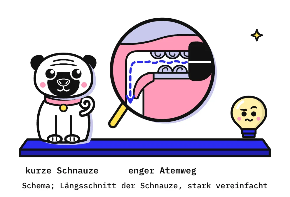 Die Zeichnung zeigt auf einer blauen Bühne links einen weißen Mops mit schwarzer Maske, Knopfohren, Ringelrute und rosa Halsband, der freundlich sitzt. In der Mitte zeigt eine Lupe schematisch einen Längsschnitt durch eine kurze Schnauze: rechts die schwarze Nase mit schmalem Nasenloch, dahinter ein enger Nasengang, in den von oben und unten Nasenmuscheln ragen, darunter der kurze harte Gaumen und dahinter ein langes Gaumensegel, das in den Rachen hängt. Eine blaue gestrichelte Linie zeigt den Weg der Atemluft durch die Engstellen nach unten. Rechts schaut Kopfi neugierig zu.