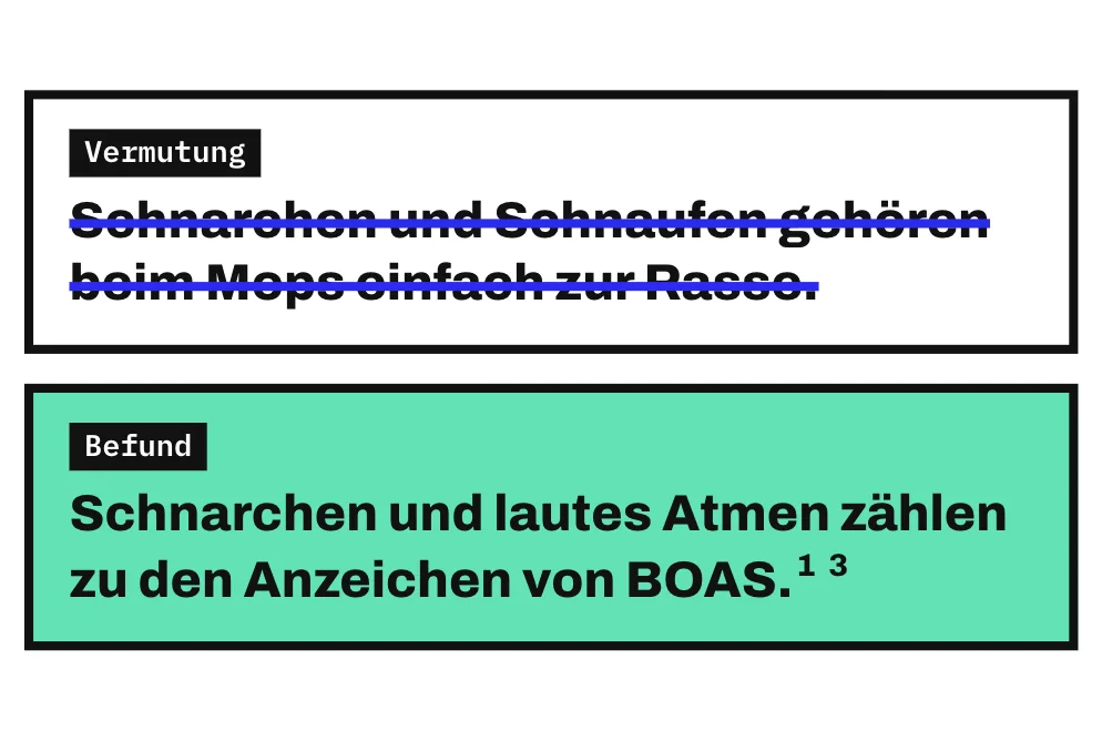 Die Grafik stellt eine Vermutung und einen Befund untereinander. Durchgestrichen ist die Vermutung, Schnarchen und Schnaufen gehörten beim Mops einfach zur Rasse. Darunter steht der Befund: Schnarchen und lautes Atmen zählen zu den Anzeichen von BOAS.