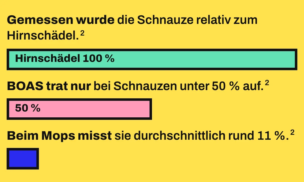 Die Grafik zeigt 3 waagrechte Balken im richtigen Verhältnis: die Länge des Hirnschädels als 100 Prozent, die Grenze von 50 Prozent, unterhalb der in der Studie Atemwegsprobleme auftraten, und die Schnauze des Mopses mit durchschnittlich rund 11 Prozent der Hirnschädellänge.