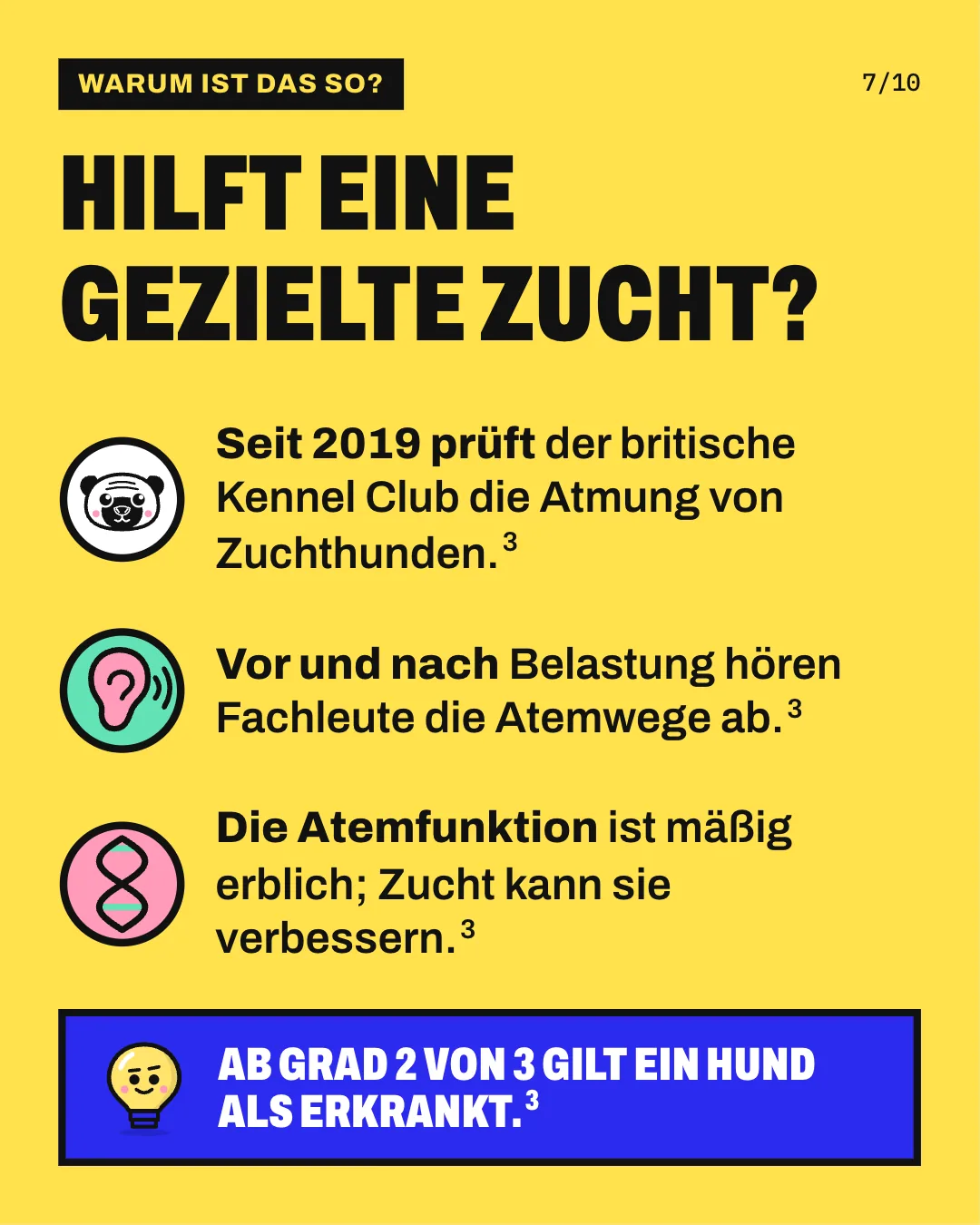 Slide 7: Hilft eine gezielte Zucht? Seit 2019 prüft der britische Kennel Club die Atmung von Zuchthunden. Vor und nach Belastung hören Fachleute die Atemwege ab. Die Atemfunktion ist mäßig erblich; Zucht kann sie verbessern. Ab Grad 2 von 3 gilt ein Hund als erkrankt.