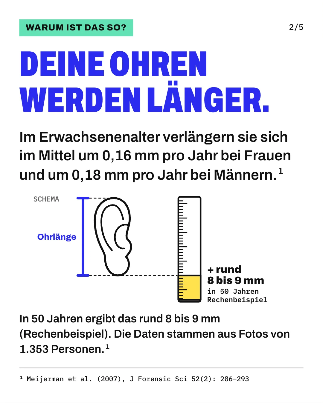 Slide 2: Deine Ohren werden länger. Im Erwachsenenalter verlängern sie sich im Mittel um 0,16 mm pro Jahr bei Frauen und um 0,18 mm pro Jahr bei Männern. Die Schemagrafik zeigt ein Ohr in der Seitenansicht mit einer blauen Messlinie von der Oberkante bis zur Unterkante des Ohrläppchens; daneben markiert ein vergrößertes Lineal in Gelb den Zuwachs von rund 8 bis 9 mm in 50 Jahren. In 50 Jahren ergibt das rund 8 bis 9 mm (Rechenbeispiel). Die Daten stammen aus Fotos von 1.353 Personen.