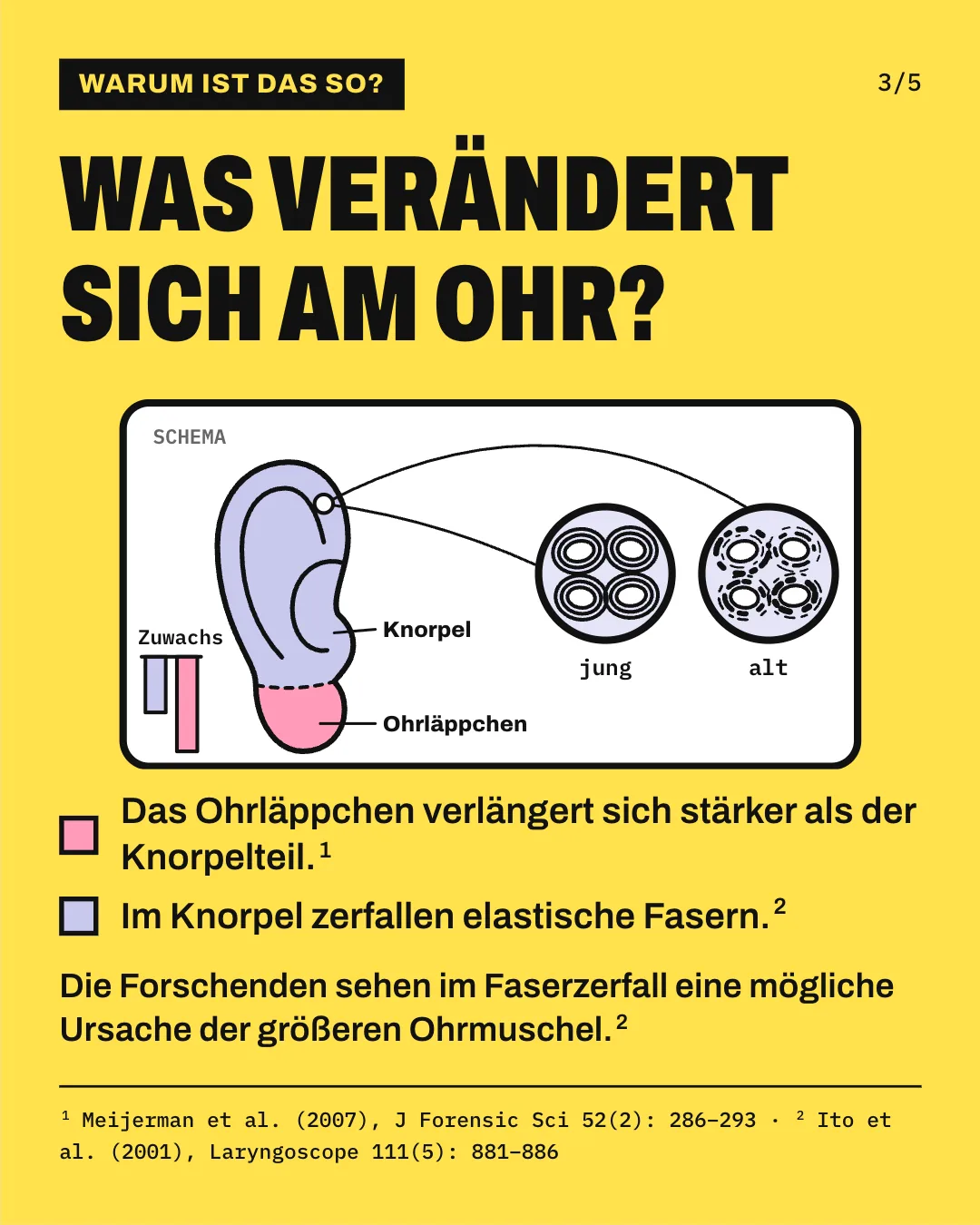Slide 3: Was verändert sich am Ohr? Die Schemagrafik zeigt ein Ohr mit lavendelfarbenem Knorpel oben und rosa Ohrläppchen unten. 2 Lupen zeigen die elastischen Fasern im Knorpel, die in jungen Jahren durchgehend und gleichmäßig verlaufen, im Alter dagegen ungleichmäßig sind und in Bruchstücken vorliegen. Links zeigen 2 Balken, dass sich das Ohrläppchen etwa 1,7-mal so stark verlängert wie der Knorpelteil. Das Ohrläppchen verlängert sich stärker als der Knorpelteil. Im Knorpel zerfallen elastische Fasern. Die Forschenden sehen im Faserzerfall eine mögliche Ursache der größeren Ohrmuschel.