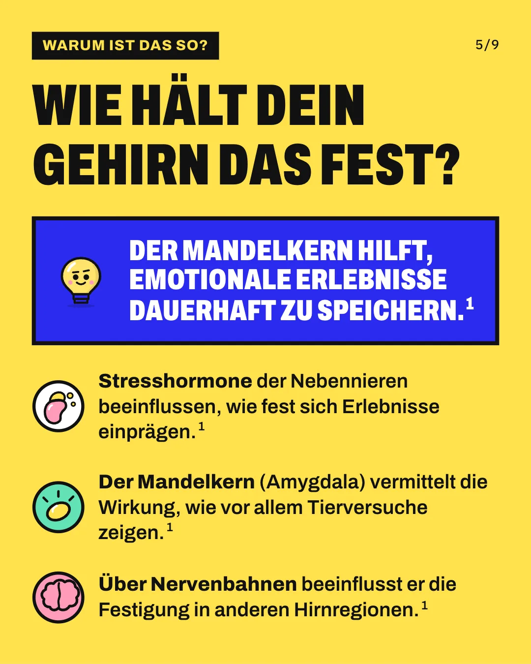 Slide 5: Wie hält dein Gehirn das fest? Stresshormone der Nebennieren beeinflussen, wie fest sich Erlebnisse einprägen. Der Mandelkern (Amygdala) vermittelt die Wirkung, wie vor allem Tierversuche zeigen. Über Nervenbahnen beeinflusst er die Festigung in anderen Hirnregionen. Der Mandelkern hilft, emotionale Erlebnisse dauerhaft zu speichern.
