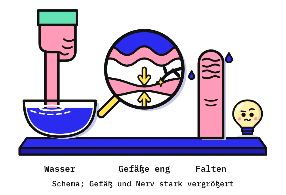 Die Zeichnung zeigt auf einer blauen Bühne links eine Hand, deren Zeigefinger in eine Schale mit Wasser taucht. In der Mitte vergrößert eine Lupe schematisch einen Schnitt durch die Fingerkuppe: oben Wasser, darunter die Haut mit gewellter Oberfläche, darunter ein Blutgefäß, das in der Mitte verengt ist; 2 gelbe Pfeile drücken es zusammen, und eine Nervenfaser reicht bis an das Gefäß. Rechts steht eine Fingerkuppe mit welligen Runzeln, daneben fallen 2 Tropfen. Ganz rechts schaut Kopfi neugierig zu.