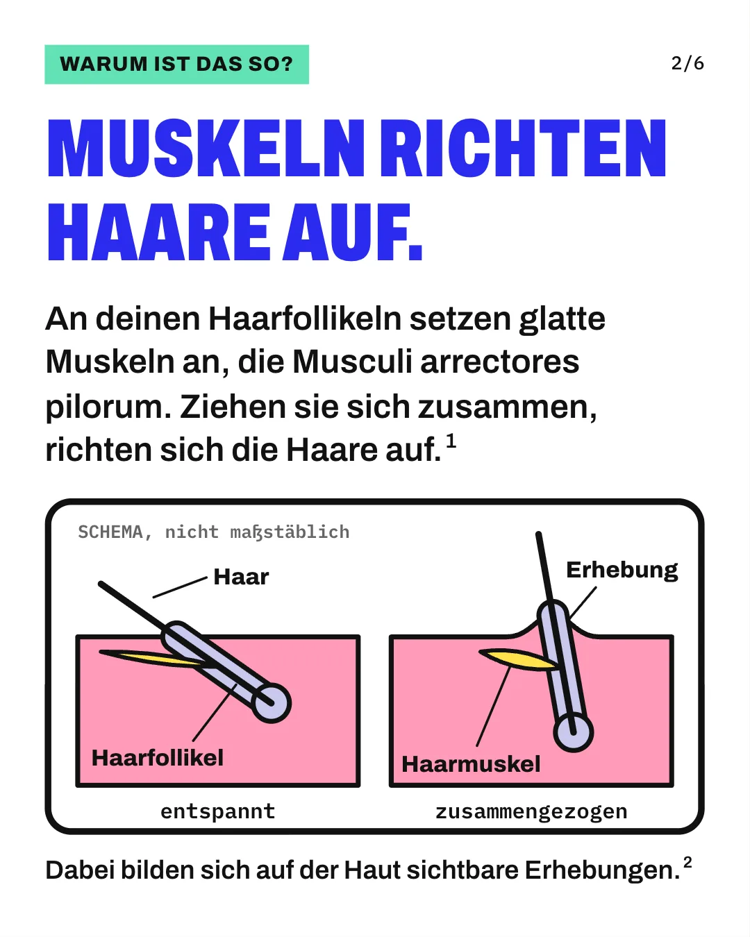 Slide 2: Muskeln richten Haare auf. An deinen Haarfollikeln setzen glatte Muskeln an, die Musculi arrectores pilorum. Ziehen sie sich zusammen, richten sich die Haare auf. Das Schema zeigt Haut im Querschnitt in 2 Zuständen. Links ist der Haarmuskel entspannt, lang und schmal, und das Haar liegt schräg. Rechts hat sich der Muskel zusammengezogen, er ist kurz und dick, das Haar steht aufrecht und die Haut wölbt sich zu einer Erhebung. Dabei bilden sich auf der Haut sichtbare Erhebungen.