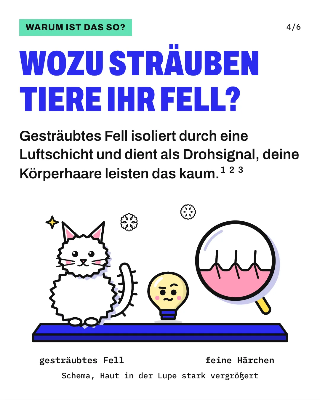 Slide 4: Wozu sträuben Tiere ihr Fell? Gesträubtes Fell isoliert durch eine Luftschicht und dient als Drohsignal, deine Körperhaare leisten das kaum. Die Zeichnung zeigt links eine weiße Katze mit gesträubtem Fell, in der Mitte Kopfi und rechts eine Lupe, in der menschliche Haut im Querschnitt zu sehen ist; auf kleinen Erhebungen stehen kurze, feine Härchen. Dazu fallen 2 Schneeflocken.